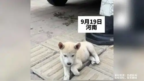 女生本想逗小狗玩,看到狗妈后一秒认怂,想刀人的眼神是藏不住的