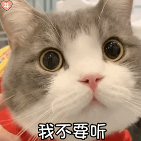 养猫的五个好处,养了就是人生赢家