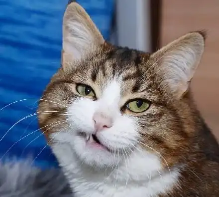 猫咪生活习性,你都知道有哪些