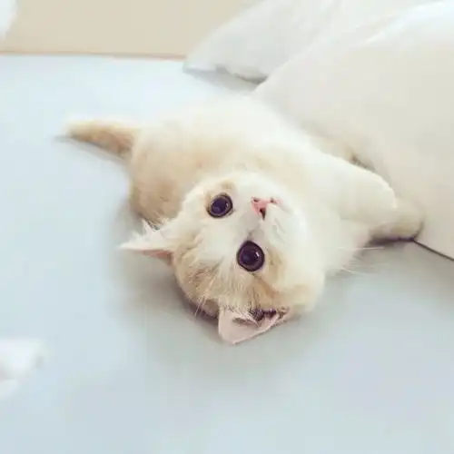 萌系头像也许明天,明天我就能戒掉奶茶了