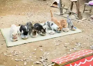 猫咪后院电影猫咪演员阵容公布都是圈内名猫
