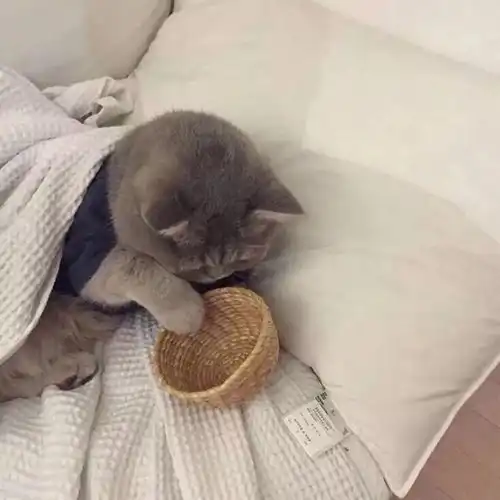 猫咪头像治愈系超清亚纪