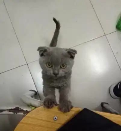 猫系女友头像可爱这只