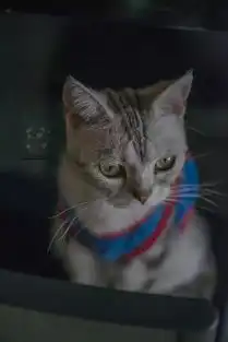 成都原来有这么多治愈系猫咪咖啡厅,我竟然一个也没去过