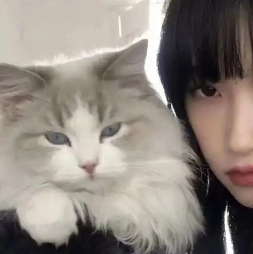 情侣头像对象不是人系列可爱猫咪