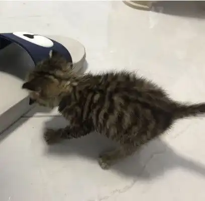 猫系女友头像可爱小猫