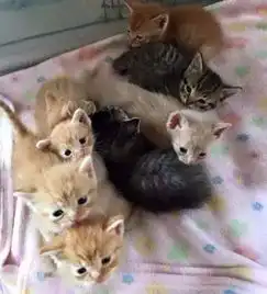 2只母猫好朋友先后产下共8只小猫,还轮流照顾小猫,动物界的友谊