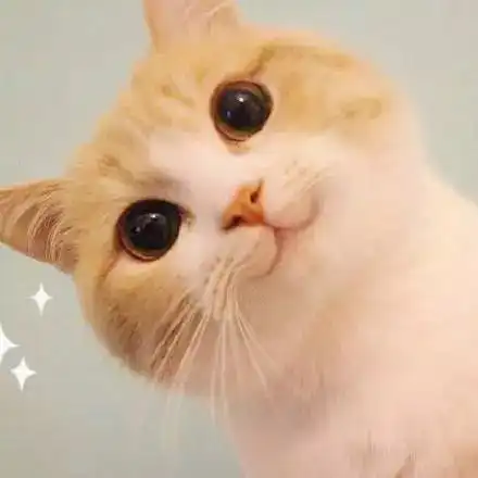 猫咪头像治愈系超清日本