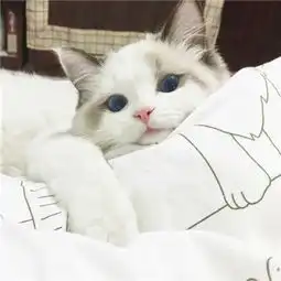 萌猫咪可爱高清头像我还是只想要你