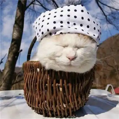 猫猫情侣头像高清