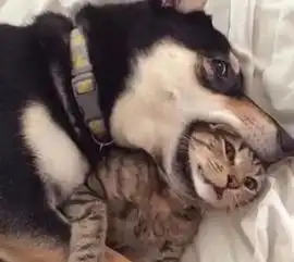 为什么我们学猫叫时,猫咪也会回应你宠物专家说出了大实话