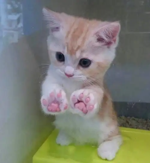 可爱猫咪适合发自拍可可爱爱文案