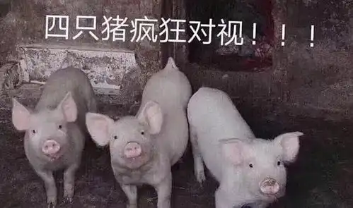 猪动图表情包正畸