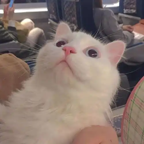猫咪头像真人系头像图片
