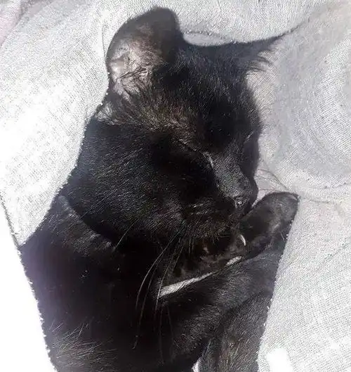 猫系女友头像可爱喜欢的