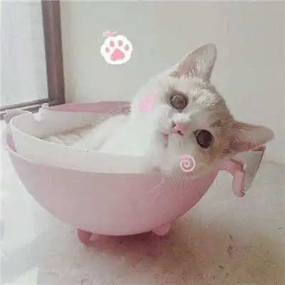 猫咪头像治愈系超清人造