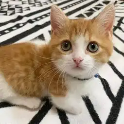 日本一小奶猫成精,睡姿萌化网友这猫怎么比我还像人