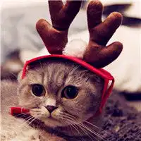 猫头像,猫头像图片,可爱的萌幼猫