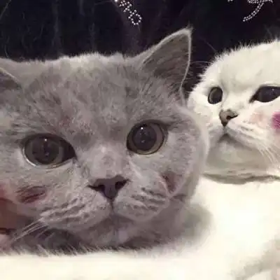 猫咪头像真人系头像图片