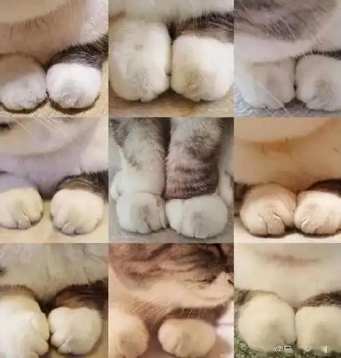 忙碌的日子,你需要猫爪来治愈