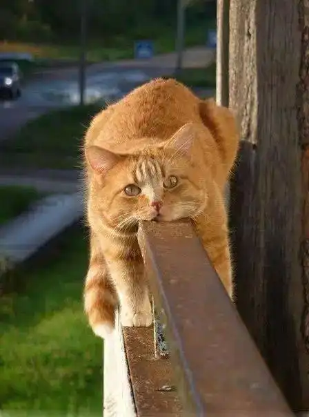 治愈系美猫