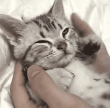 虐猫,居然还有产业链