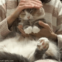 前方高萌吴江这家超治愈系的猫馆猫奴必须打卡蓝猫等你抱回家