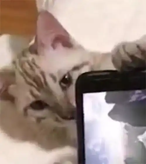 男友跟猫独自在家,女友提前下班回来,被眼前的画面给吓懵住
