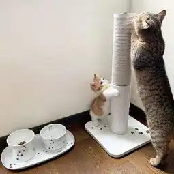 日本一小奶猫成精,因为呆萌得像人一样的睡姿走红网络