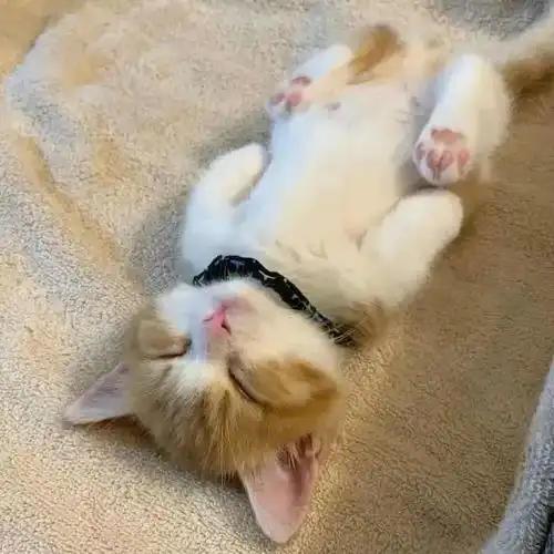 日本一小奶猫成精,睡姿萌化网友这猫怎么比我还像人