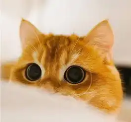 日本一橘猫大眼睛爆红网络,萌翻了,网友想偷