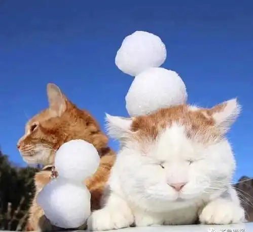 泪奔再见了,猫叔,谢谢你曾经来过