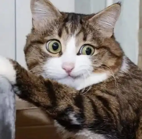 有些猫,其实是窝里横的选手