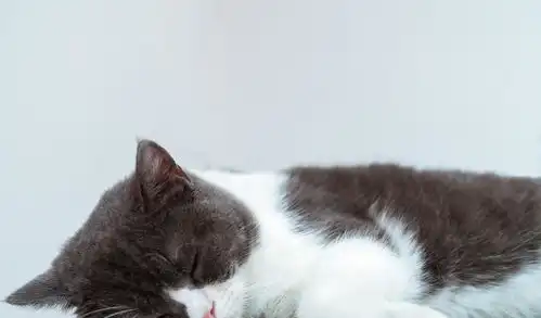 一组可爱的猫咪,萌萌的治愈系