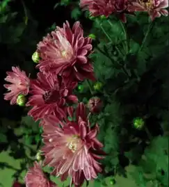 一大堆不认识的花,等你来指教藏花阁家庭园艺论坛powereddiscuz