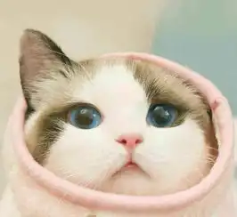 猫咪头像治愈系超清摇尾