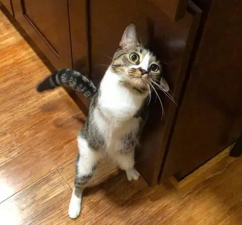 猫咪头像治愈系超清猫猫