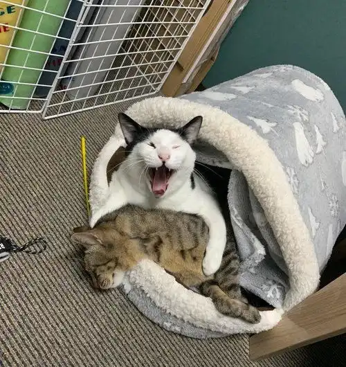 猫咪头像真人系头像图片