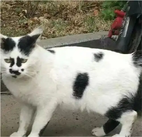 好看的猫千篇一律,丑猫却能丑得千奇百怪