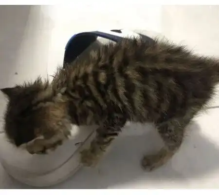 大雨中抱了只小猫回家,女友看到后强烈拒绝田园猫不准养