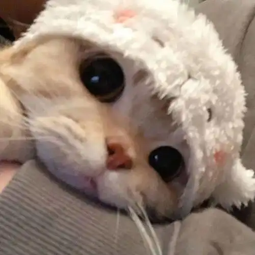 猫系少年图片头像女你是