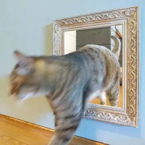 称霸猫界的橘猫对小铲屎官认怂请以大橘为重,不要摇了我要吐了