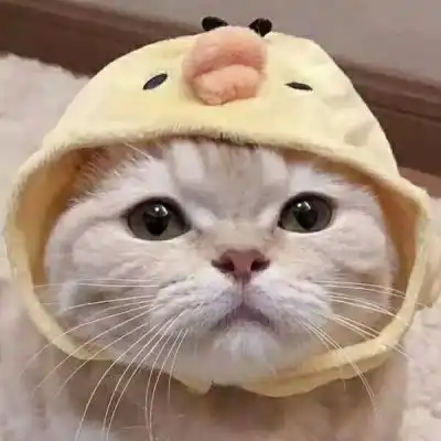 猫咪情侣头像高清