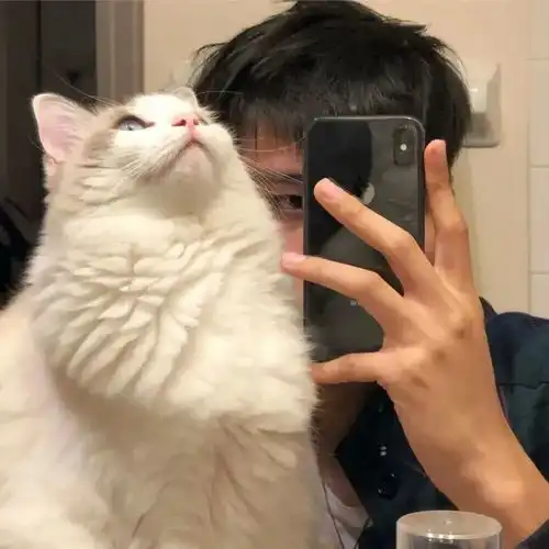 动漫头像男系ins风博美