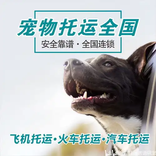 哔哩哔哩专栏