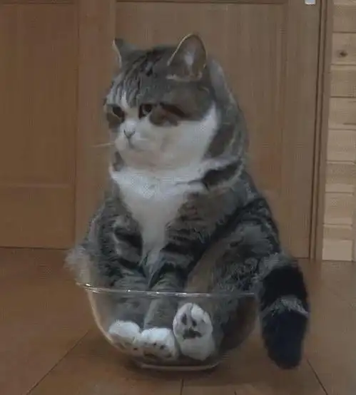 猫系少年图片头像女男生