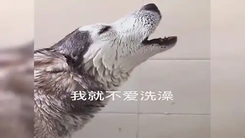 哈士奇洗澡叫个不停,结果主人拿出拖鞋时一秒认怂,不愧是二哈
