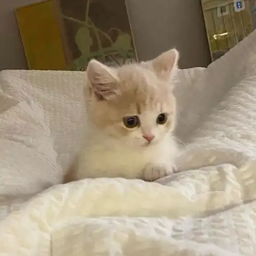 可爱猫咪头像