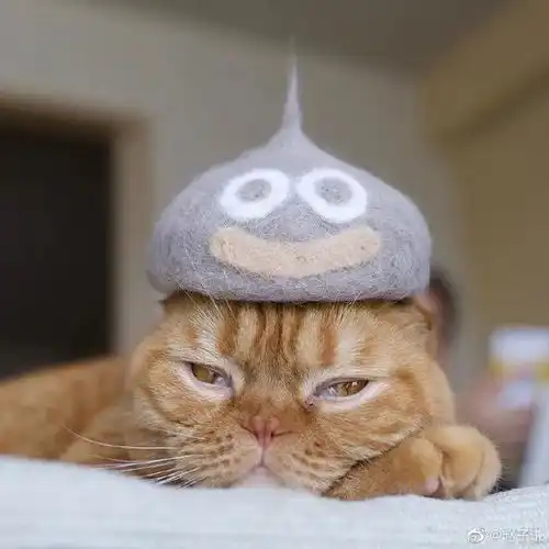 自从养了猫后,我连鼻孔里都有猫毛