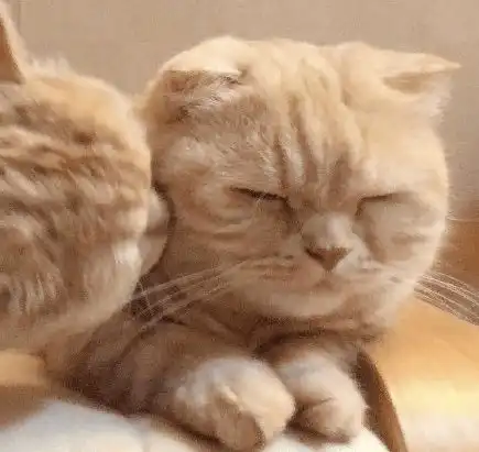 高清可爱猫猫情侣头像